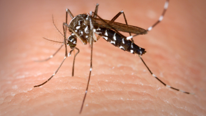 Vírusokat szabadít ránk a felmelegedés: most épp a dengue-láz a soros