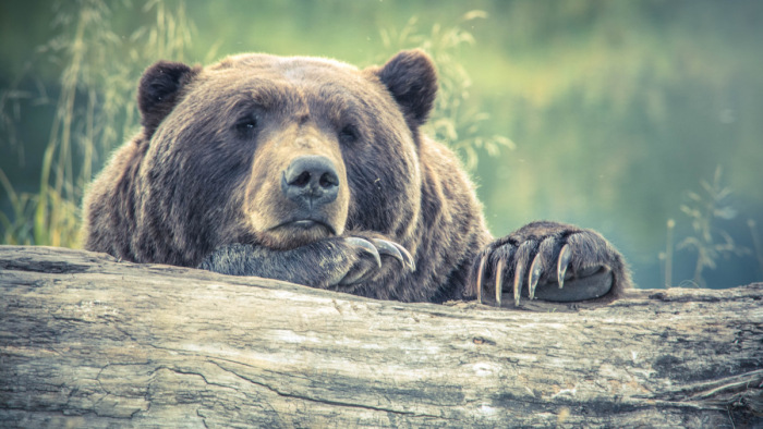 Életveszély Romániában, medvék kergettek meg turistákat  – videó