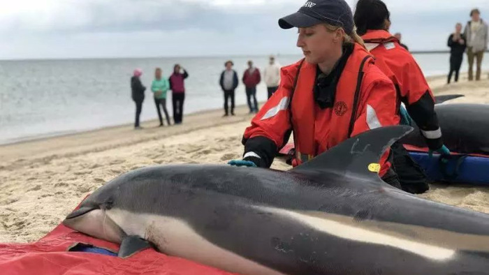 Túlhevült, megégett delfinek egy amerikai partszakaszon
