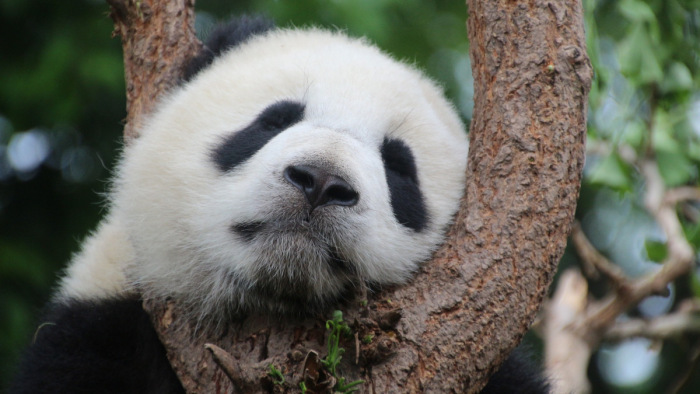 Pandakölyök született a washingtoni állatkertben