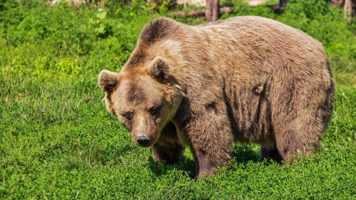 Turistacsoportra támadt a medve, megölt egy 16 éves fiút