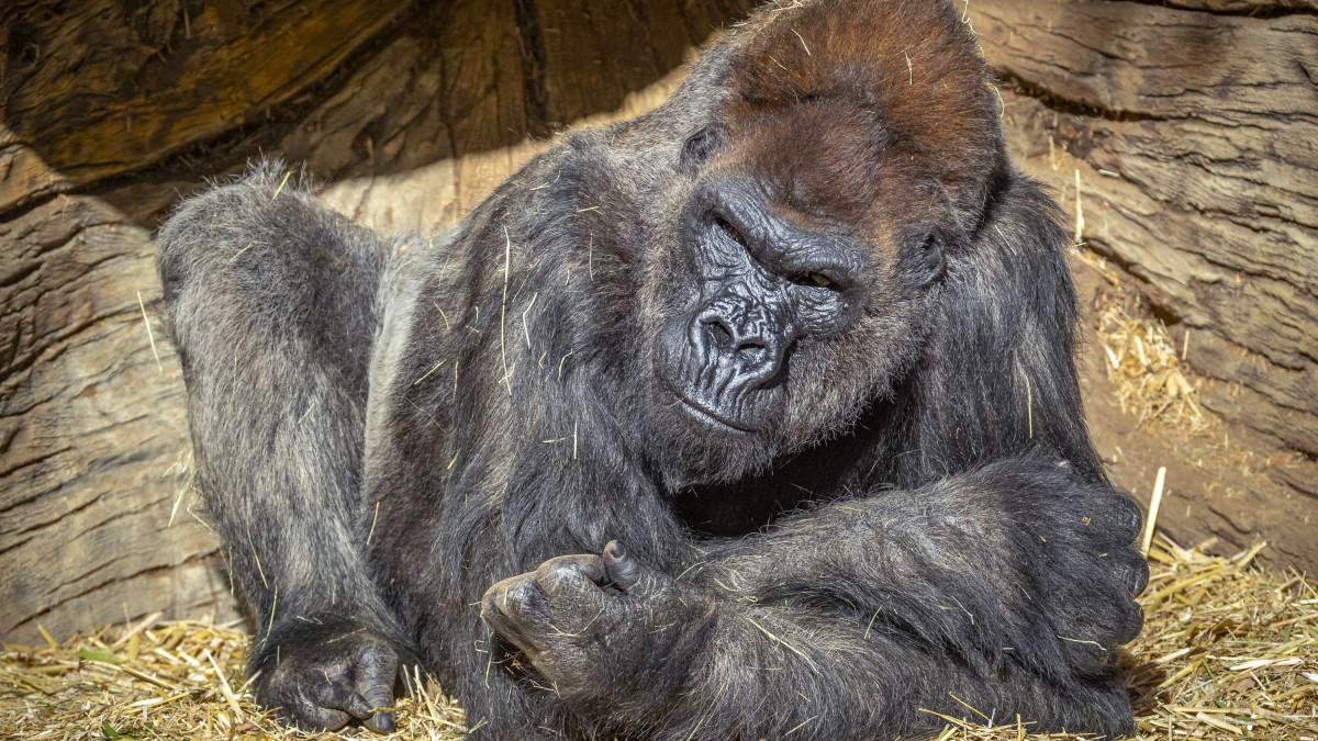 Gorilla a San Diegó-i Állatkert Szafariparkjában, a kaliforniai Escondidóban 2021. január 10-én. Az állatkert több gorillájának szervezetében kimutatták az új koronavírust, ami a vírus első ismert átterjedése főemlősökre az Egyesült Államokban és feltehetőleg az egész világon is. A majmokat valószínűleg az egyik gondozó fertőzte meg, aki tünetmentes volt, de szervezetében kimutatták a vírust, egyébként pedig mindig védőmaszkban közelítette meg az állatokat.