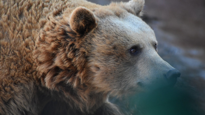 Vadon élő medve hatolt be az állatkertbe