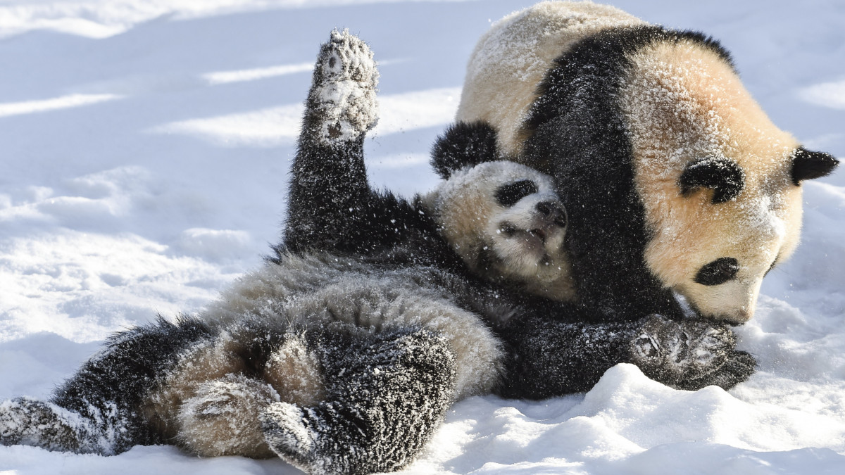 Meng Jüan és Meng Hsziang, a Berlini Állatkert pandaikrei játszanak a hóban 2021. február 12-én. A Németországban Pit és Paule néven is ismert első panda ikerpár 2019. augusztus 31-én jött a világra, anyjuk a Kínától 15 évre kölcsönkapott Meng Meng.