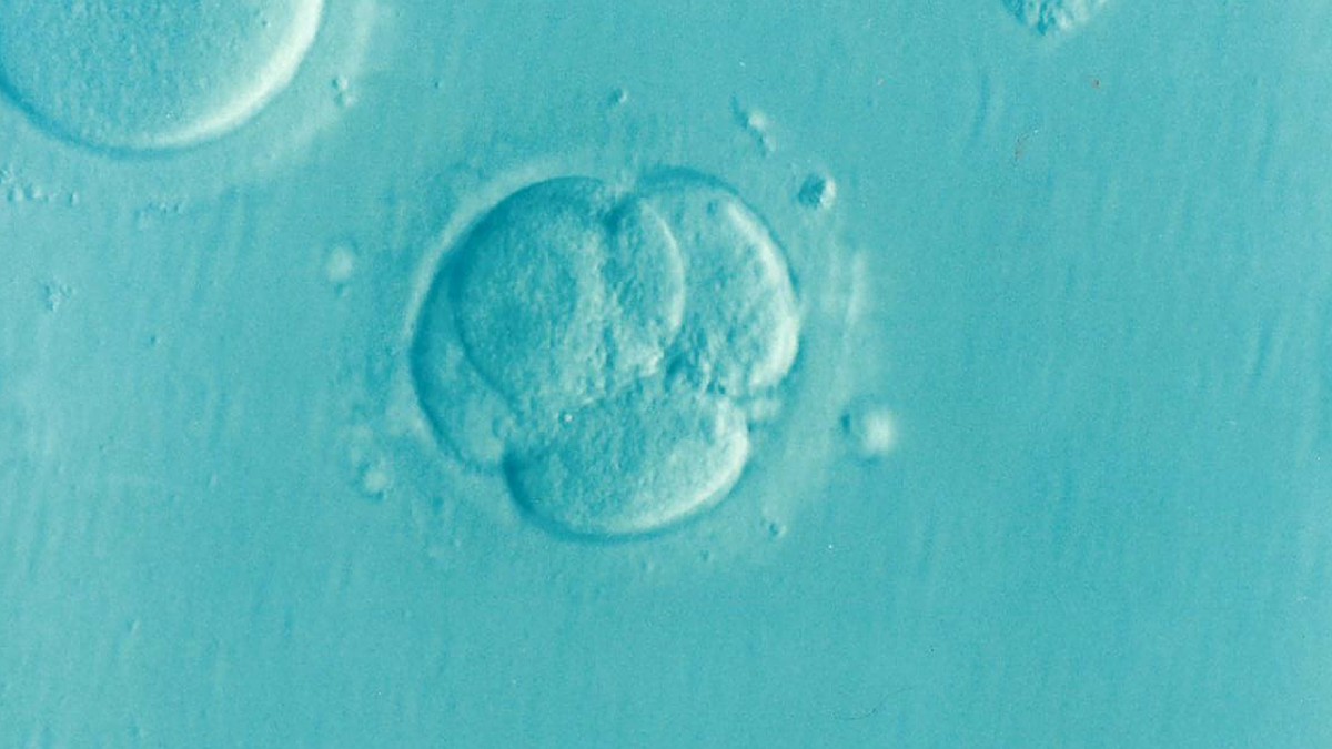 Petesejt és sperma nélkül hoztak létre szintetikus embriót