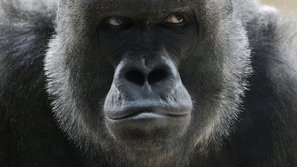 Prága, 2012. december 30.Richard, a prágai állatkert nyolc napos nyugat síkvidéki gorillabébijének apja 2012. december 30-án. Kijivu, a gorillaanya december 22-én adott életet negyedik kölykének. (MTI/EPA/Filip Singer)