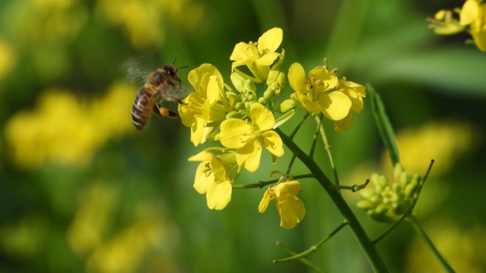 Már egyenesen a méhektől függ az élelmiszerellátás jövője