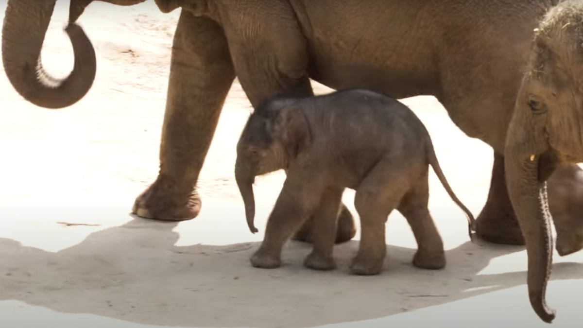 Újszülött elefánt a budapesti állatkertben