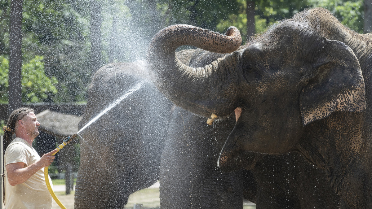 Vadász Gábor állatgondozó a hőségben vízzel locsolja az ázsiai elefántokat (Elephas maximus) a Nyíregyházi Állatparkban 2021. június 24-én. A hőség veszélye miatt az Országos Meteorológiai Szolgálat erre a napra Baranya, Bács-Kiskun, Békés, Csongrád-Csanád, Hajdú-Bihar, Jász-Nagykun-Szolnok, Szabolcs-Szatmár-Bereg és Tolna megyére harmadfokú, az ország többi területére másodfokú figyelmeztetést adott ki. A napi középhőmérséklet az ország döntő részén is meghaladja a 26, 27, az Alföldön és a Dunántúl délkeleti részén a 28, 29 fokot.