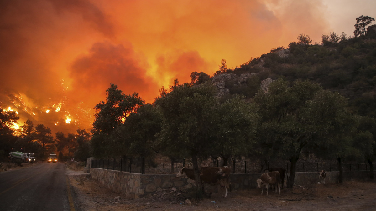 Lángol a növényzet a törökországi Cokertme faluban, az égei-tengeri Bodrum üdülőváros közelében 2021. augusztus 3-án, a térségben pusztító erdő- és bozóttüzek hetedik napján. Az oltási munkálatokat a 40 Celsius-fok körüli hőmérséklet, az erős szél és az alacsony páratartalom is nehezíti, miközben napról napra újabb és újabb tűzgócok keletkeznek.