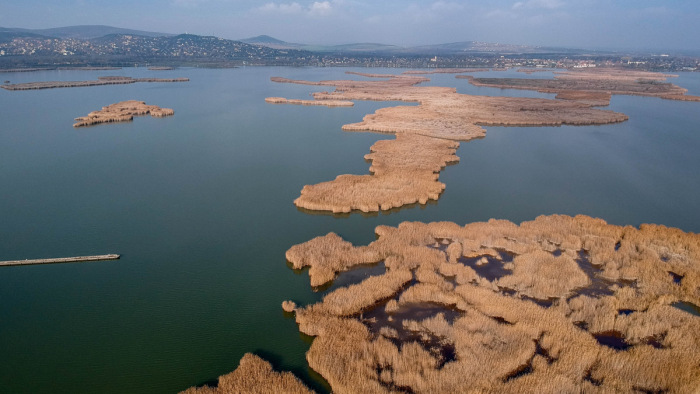 Velencei-tó: az újabb halpusztulás után madárpusztulásról érkeztek hírek