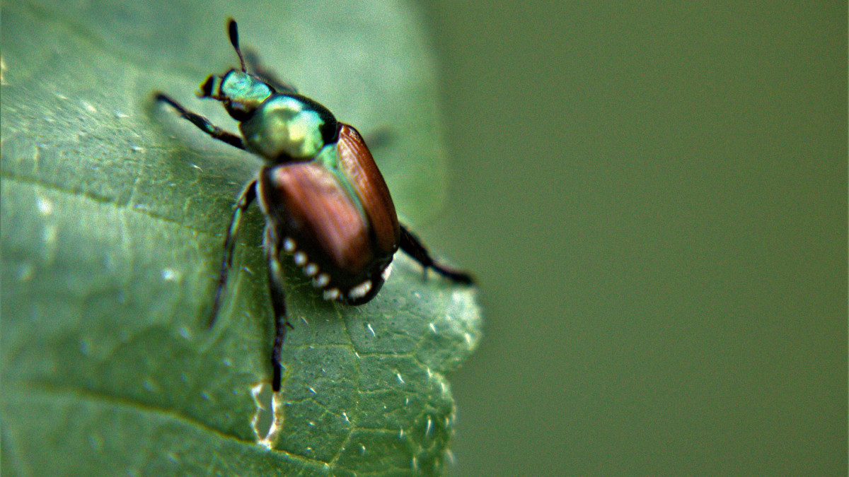 Japanese beetle, Popillia japonica, on a tomato plant.