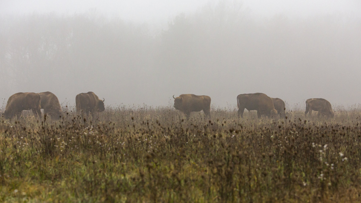 Bölények az Őrségi Nemzeti Park 70 hektáros területén a Vas megyei Kondorfa közelében 2019. november 25-én. A hat tehén és egy bika önállóan élnek a bekerített területen, amelyet elzártak az emberek elől, és visszaadnak a természetnek.