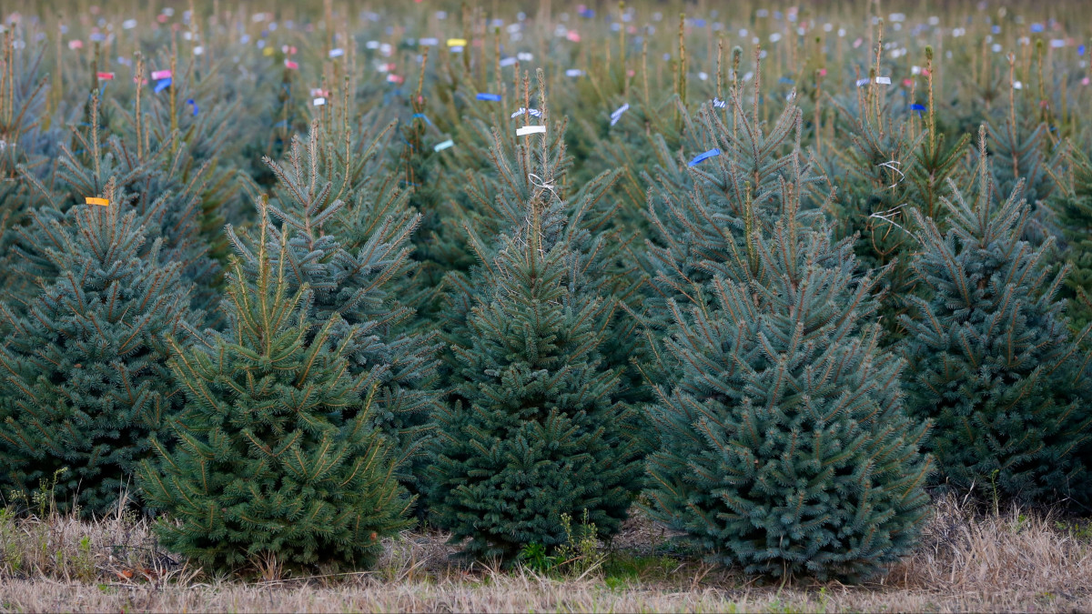 Színes szalagokkal megjelölt, karácsonyfának szánt fenyőfák Somogy megyében, egy csurgónagymartoni ültetvényen 2021. november 13-án.