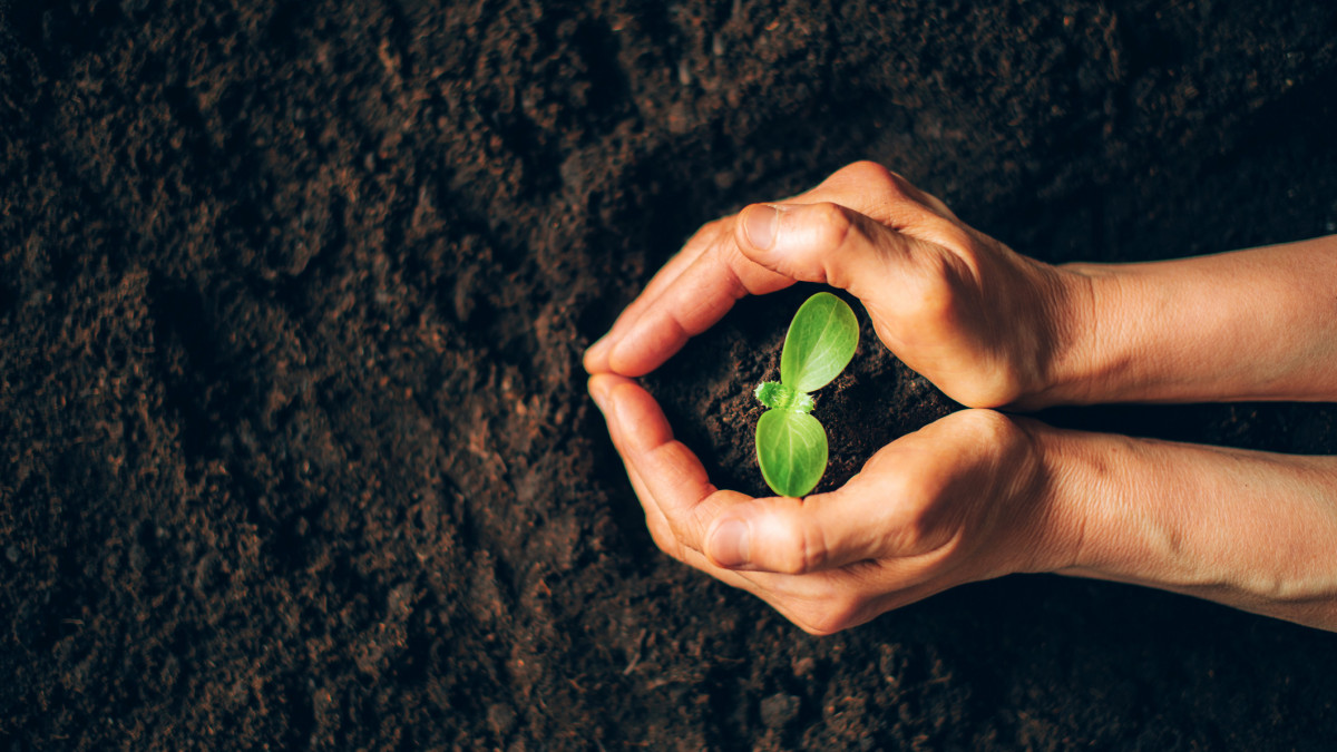 Farmer hand holding young plant. Top view. Banner. New life, eco, sustainable living, zero waste, plastic free, earth day, investment concept. Gospel spreading. Nurturing baby plant, protect nature.