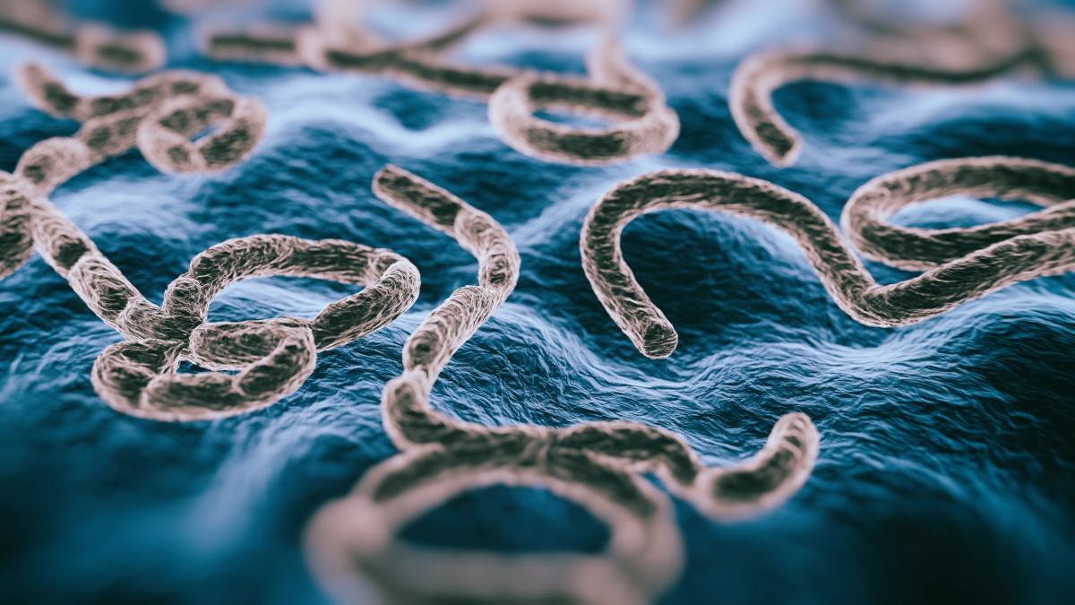 Abs Virus  Ebola - 3d rendered image of Ebola virus. SEM view.