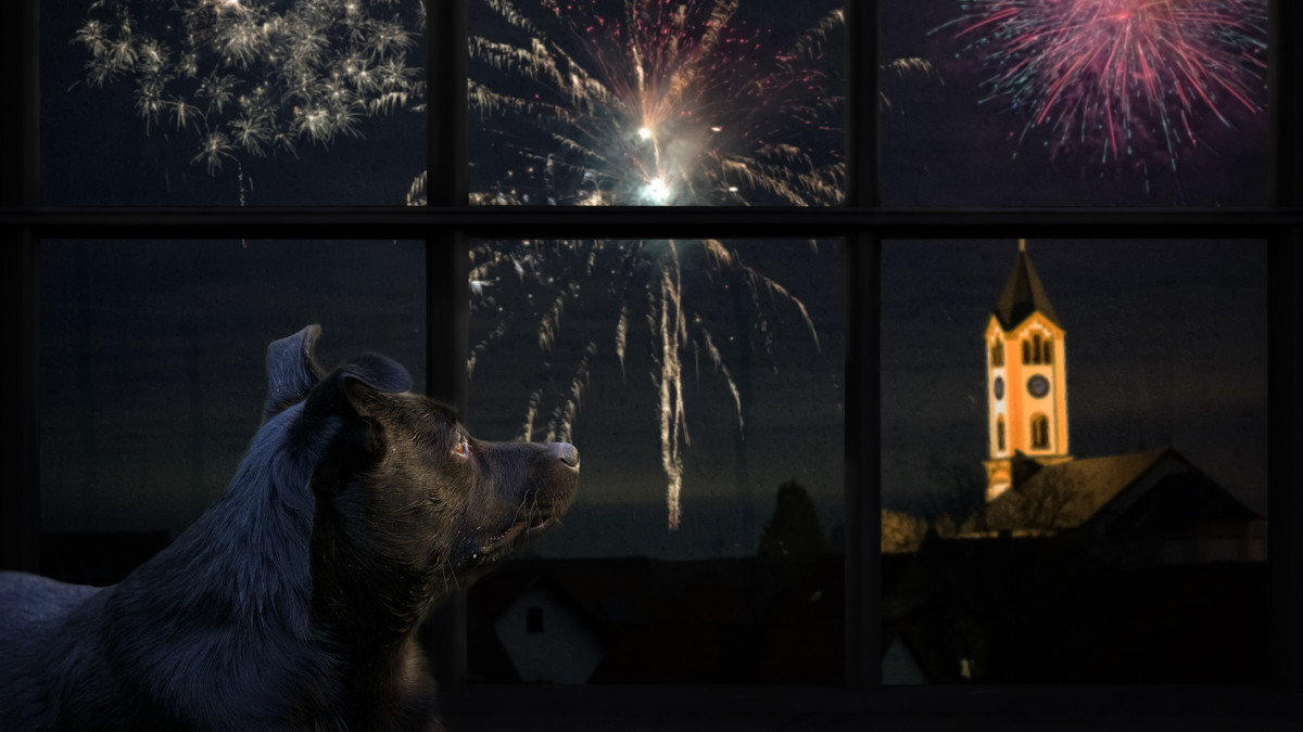 Dog looks out the window and watching the fireworks