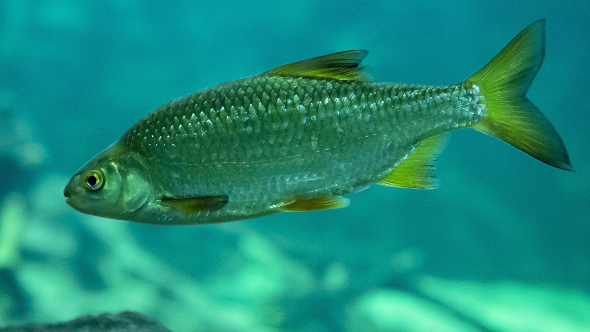 Bodorka vagy búzaszemű keszeg (Rutilus rutilus) Poroszlón, a Tisza-tavi Ökocentrumban 2021. január 2-án.