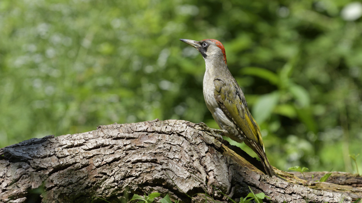 European green woodpecker (Picus viridis)