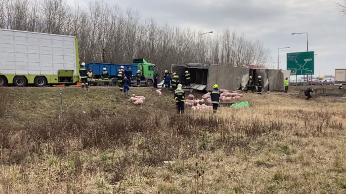 Négyszáz malac a 7-es főútnál – nem mindennapi videó