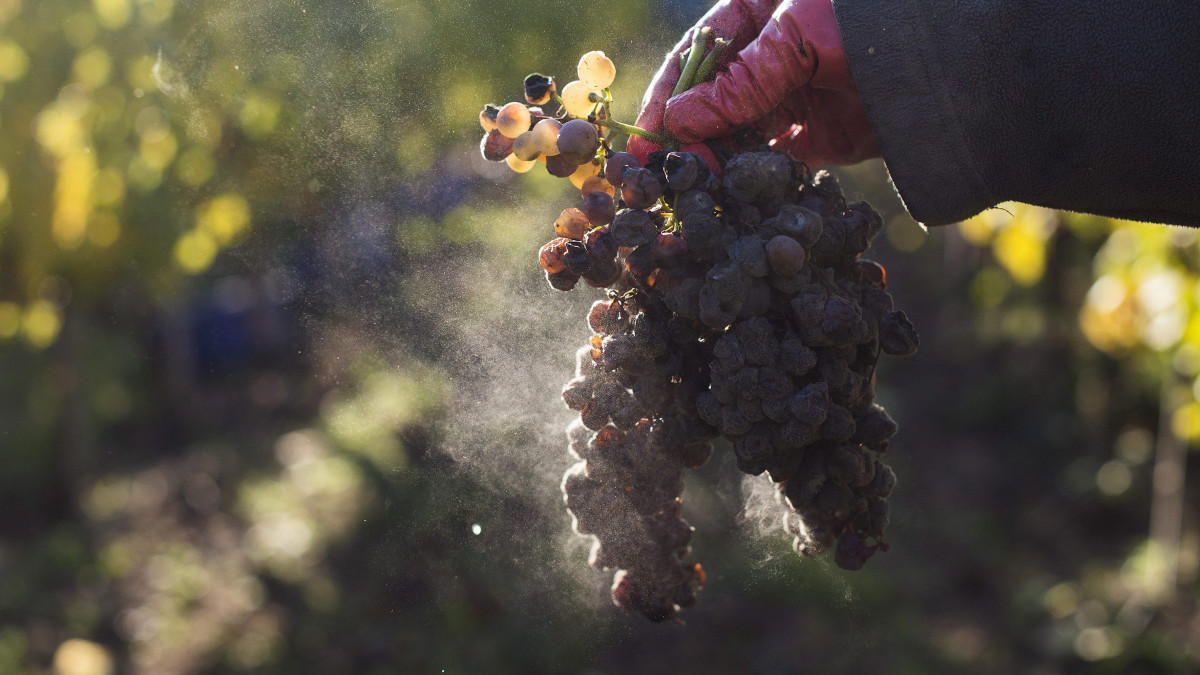 Nemespenész (botrytis cinerea) egy szőlőfürtön a Tokaj Kereskedőház Zrt. szőlőültetvényén, Tolcsva határában 2012. november 7-én.