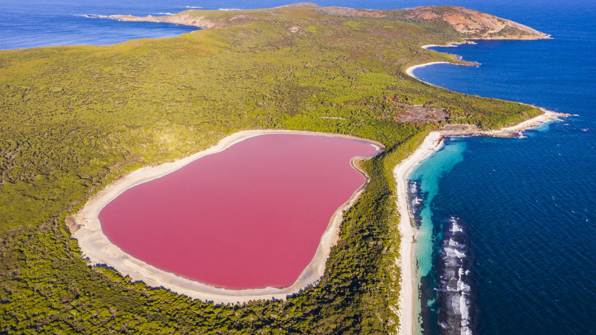 Pink lake aerial view on middle island surrounded blue ocean. Stark contrasting natural phenomenon in Western Australia.