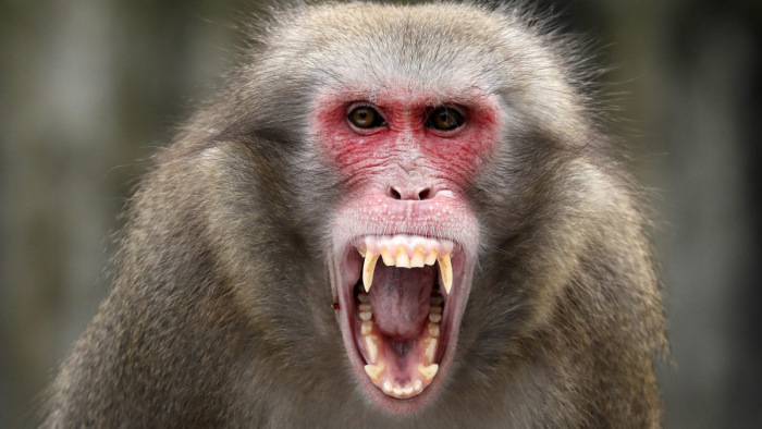 Jól átverik a túlszaporodott thaiföldi majmokat