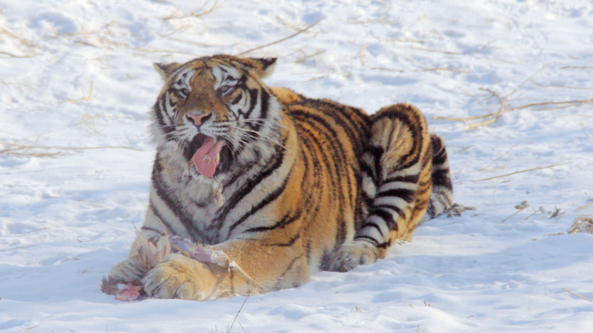 HARBIN, CHINA - JANUARY 12: Siberian tiger lies in the snow at Siberian Tiger Park on January 12, 2022 in Harbin, Heilongjiang Province of China. (Photo by VCG/VCG via Getty Images)