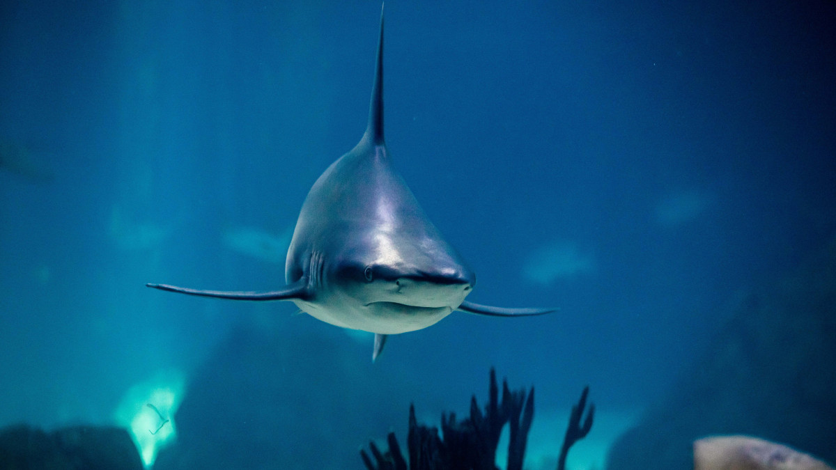 Bikacápa a Lisszaboni Oceanáriumban 2022. június 29-én, a világóceán helyzetével foglalkozó lisszaboni ENSZ-konferencia idején. A július elsejéig tartó óceánkonferencia egyik fő célkitűzése olyan hosszútávú stratégia kidolgozása, amely megfordíthatja az óceánok és a tengerek vizének, élővilágának és egész környezetének hanyatlását.