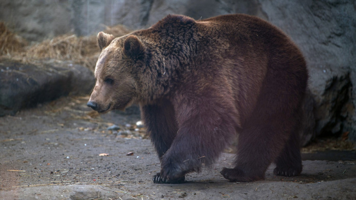 Medveügy - Akárkitől nem tűr kioktatást Románia