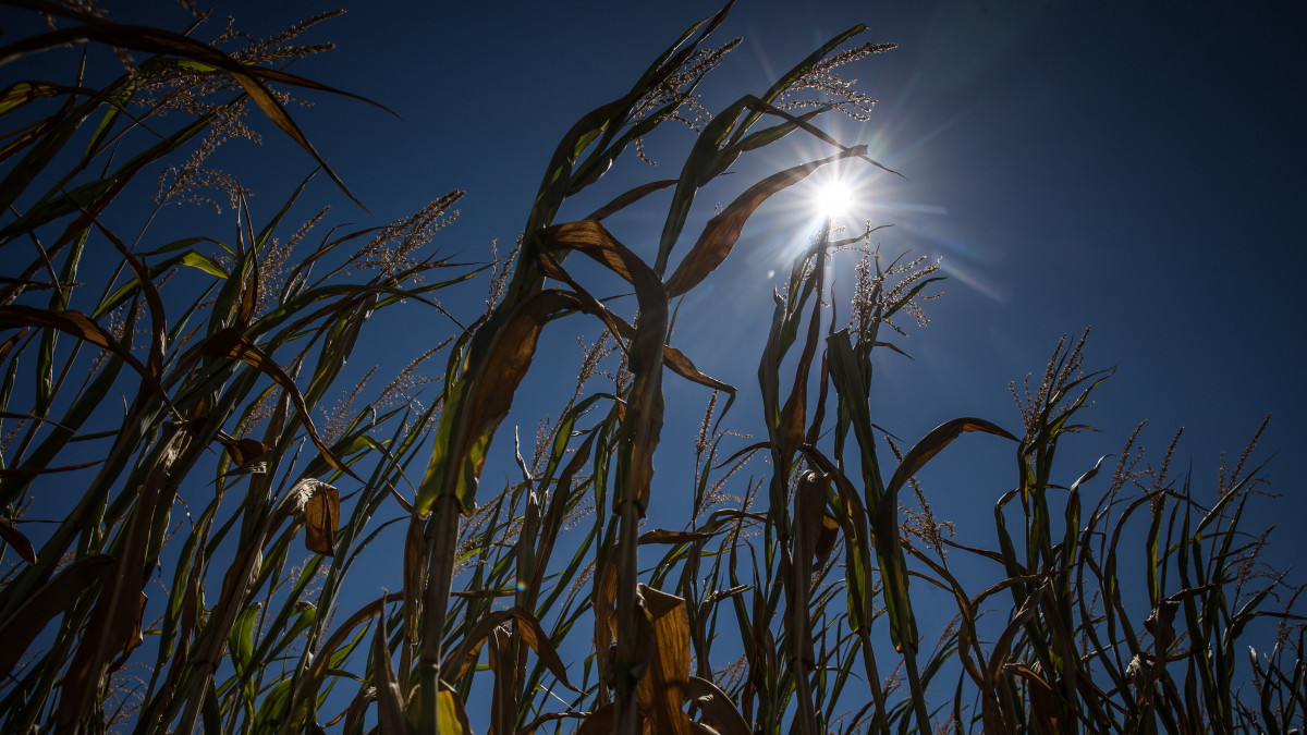 Száraz növények egy kukoricaföldön, a franciaországi Bernay-Vilbert-ben 2022. augusztus 8-án. Az aszály és a hőhullámok miatt Seine-Et-Marne megyében kihirdették az aszályriadót.