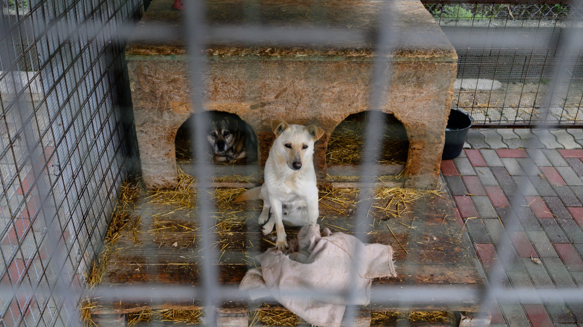 Arank és Bailey, az Etyeki Állatvédő Egyesület menhelyén élő örökbefogadható kutyák 2021. április 19-én. Ezen a napon a menhely területén tartott sajtótájékoztatón meghirdették a Magyar falu program felelős állattartást elősegítő ivartalanítási programját. Félmilliárd forintos keretösszeggel jelent meg pályázat kutyák azonosító chippel való ellátására, veszettség elleni oltásra, valamint kutyák és macskák ivartalanítására hétfőn a falvak önkormányzatai számára.