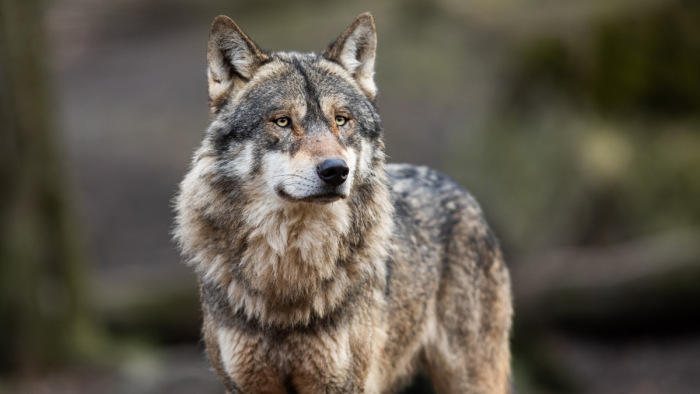 Budapest környékén kóborol a magányos svájci farkas