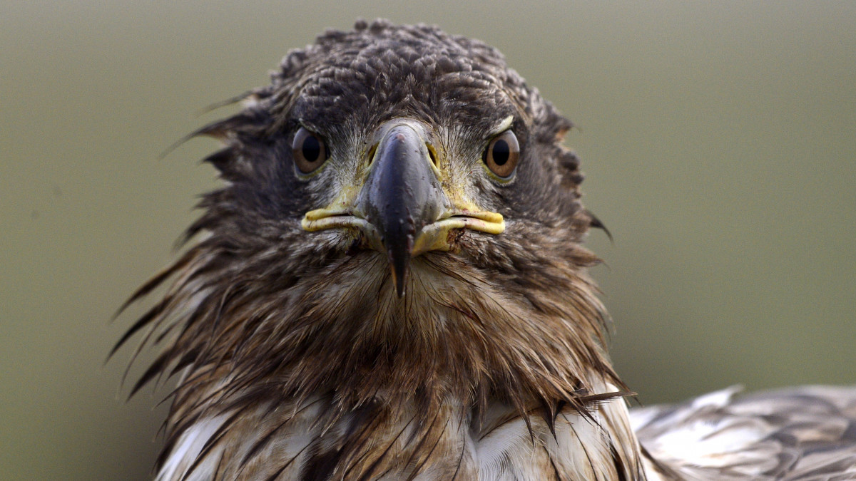 Rétisas (Haliaeetus albicilla) a Hortobágyi Nemzeti Park területén 2023. január 13-án. A Magyar Madártani és Természetvédelmi Egyesület (MME) a nemzetipark-igazgatóságokkal és más civil szervezetekkel együttműködve immáron 20. alkalommal szervezte meg az Országos Sasszinkront, a hazánkban telelő ragadozó madarak éves számlálását 2023. január 13-15. között.