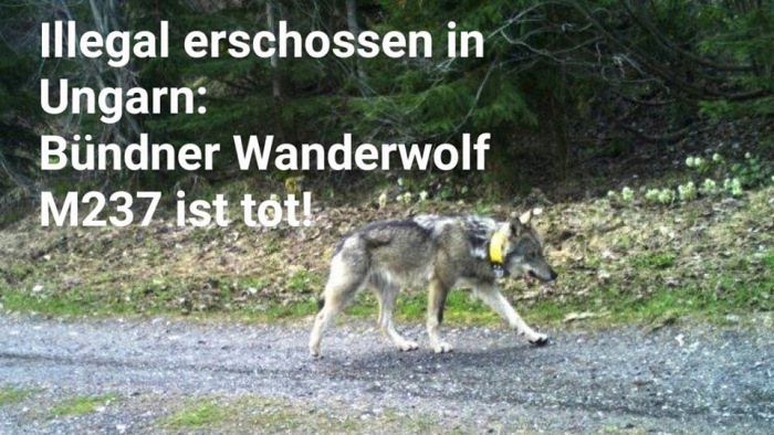 A Magyarországon lelőtt farkas híre Svájcban - forrnak az indulatok