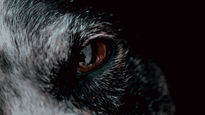 Kilőtt svájci farkas: álhírt cáfolt a WWF