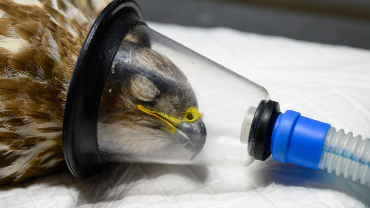 Szárnytörést szenvedett egerészölyv altatásban a Sukorói Vadmadárkórházban 2023. május 4-én. A több mint 25 éves múltra visszatekintő kórházban tavaly száz faj, mintegy ezer sérült példányát gyógyították, amelyek közül több mint hatszáz madarat sikerült visszajuttatniuk a természetbe.