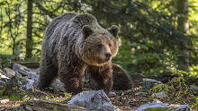 Írtják a medvéket Szlovákiában