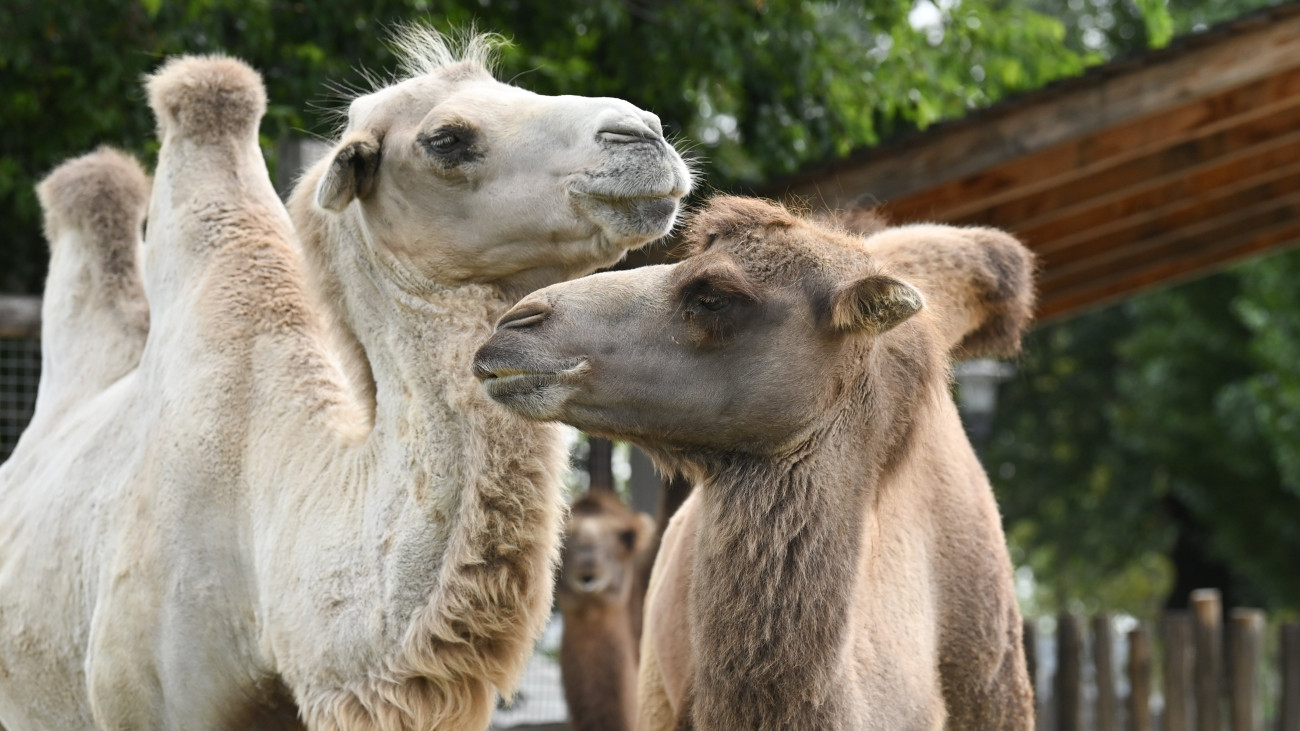 Kétpúpú tevék a fennállásának 157. évfordulóját ünneplő Fővárosi Állat- és Növénykertben 2023. augusztus 9-én.