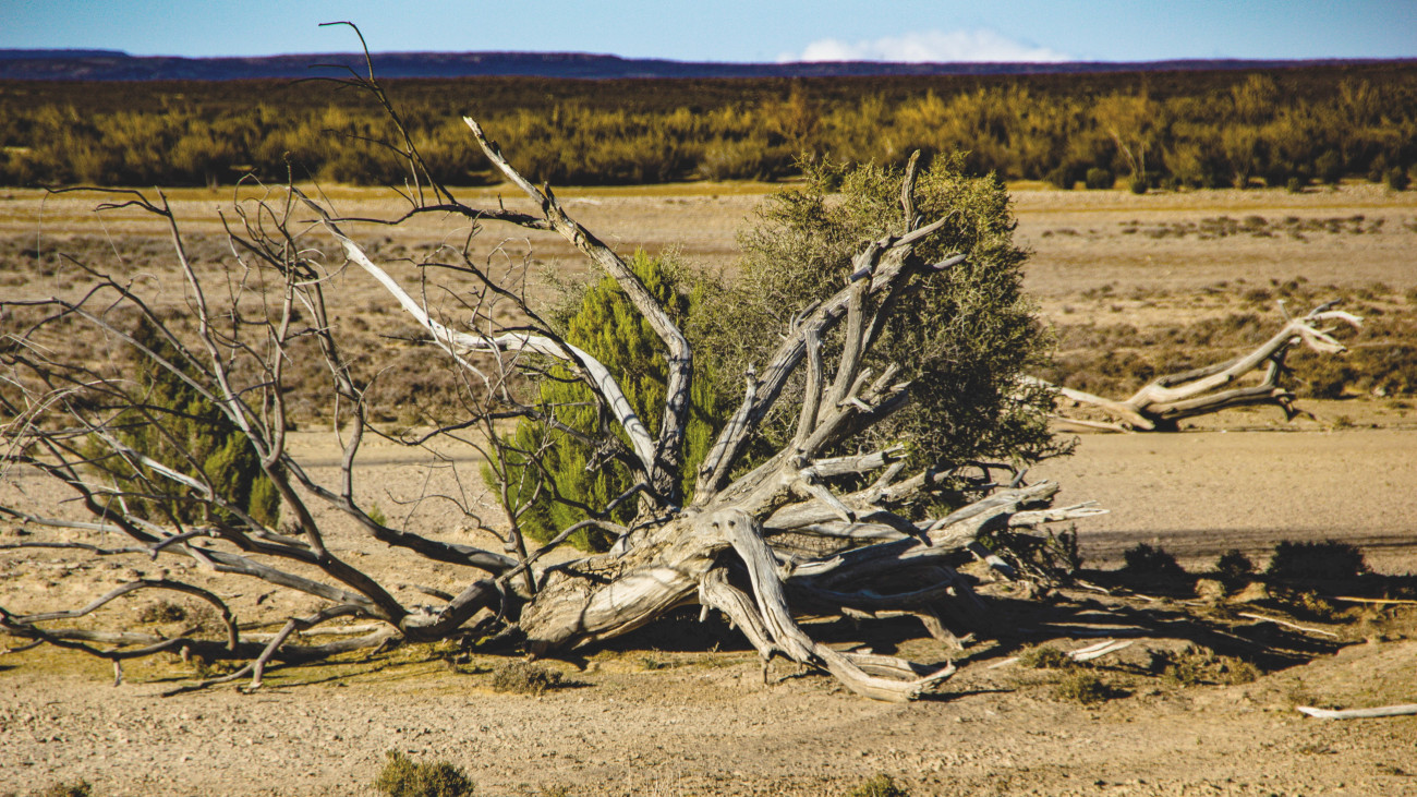 szárazság éghajlatváltozás bokor bozót