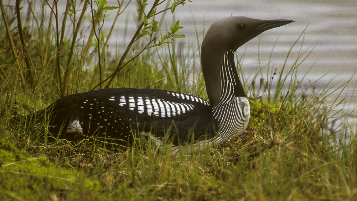 fotó: Francesco Veronesi from Italy - Arctic ( Black-throated ) Loon ( Diver ) - Oulu - Finland 02, CC BY-SA 2.0, https://commons.wikimedia.org/w/index.php?curid=39971078