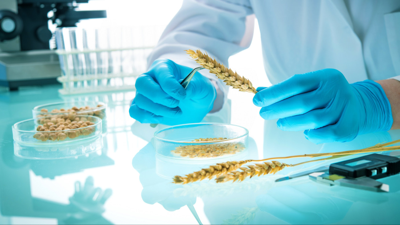 Researcher analyzing agricultural grains and legumes in the laboratory. GMO research of cereals. Testing of  genetically modified seeds