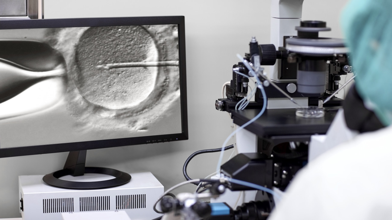 Cropped image of screen showing researcher looking in a microscope fertilising an egg. Intracytoplasmic sperm injection.