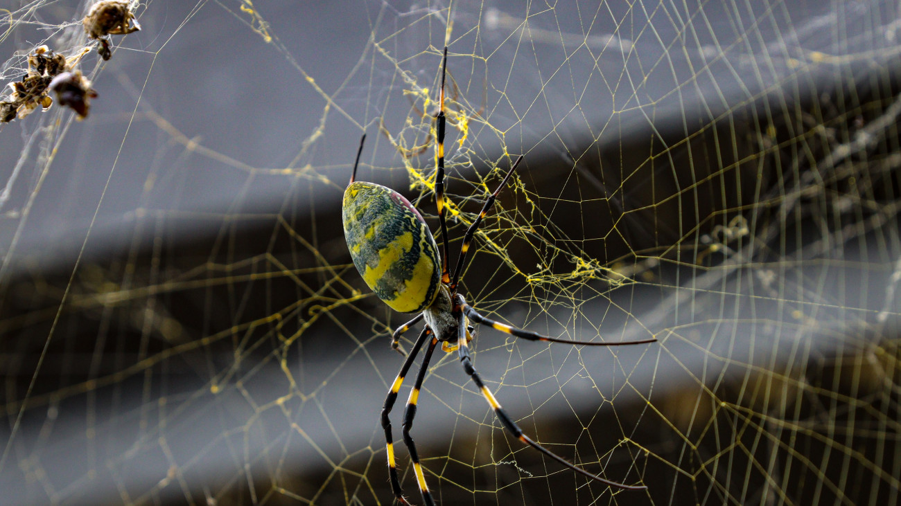 Joro spider North Georgia