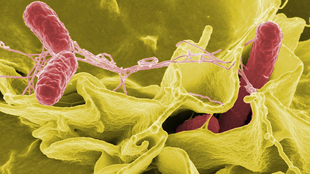 Baktériumok. Forrás: Wikipédia