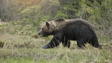 Szlovákiában minden medvét, amely megközelíti az emberek lakóhelyeit, likvidálnak