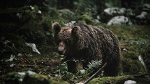 Hajtóvadászat Szlovákiában: ismét emberre támadt egy medve