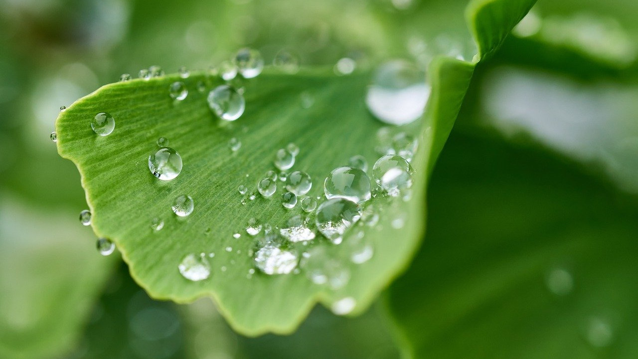 ginkgo biloba vízcseppek pára időjárás zöld levél