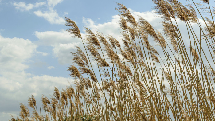 Már a kutatók figyelmeztetnek: nagy a veszély a Balatonon