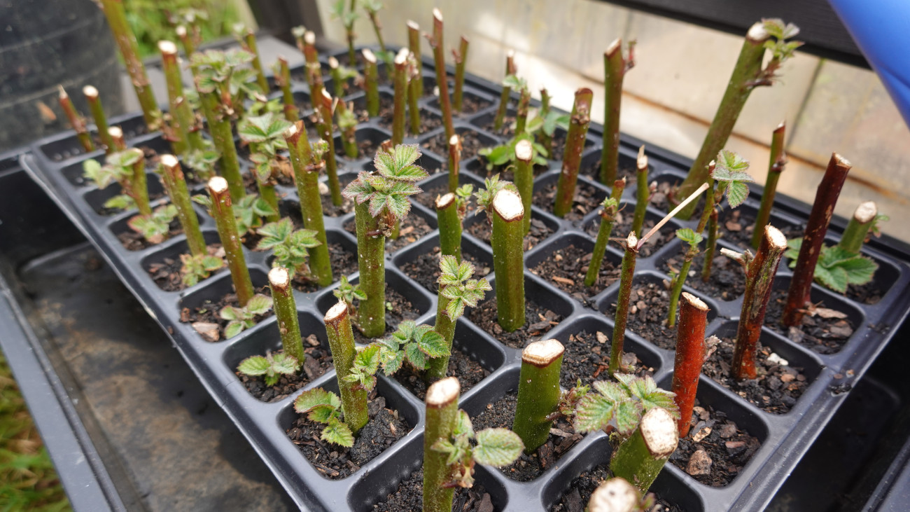 Raspberry cuttings in the backyard garden. How to reproduce blackberry at home by cutting, blackberry root at home